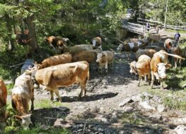 007 - moderner alpabzug